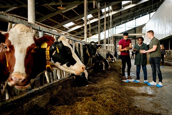MBA Dairy Management
